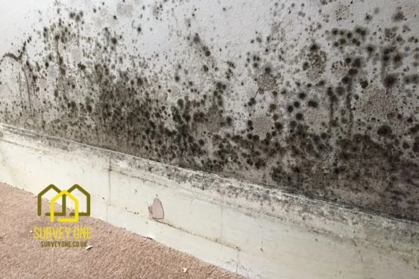 What’s the First Step to Take When You Notice Damp on a Party Wall Kingston upon thames?